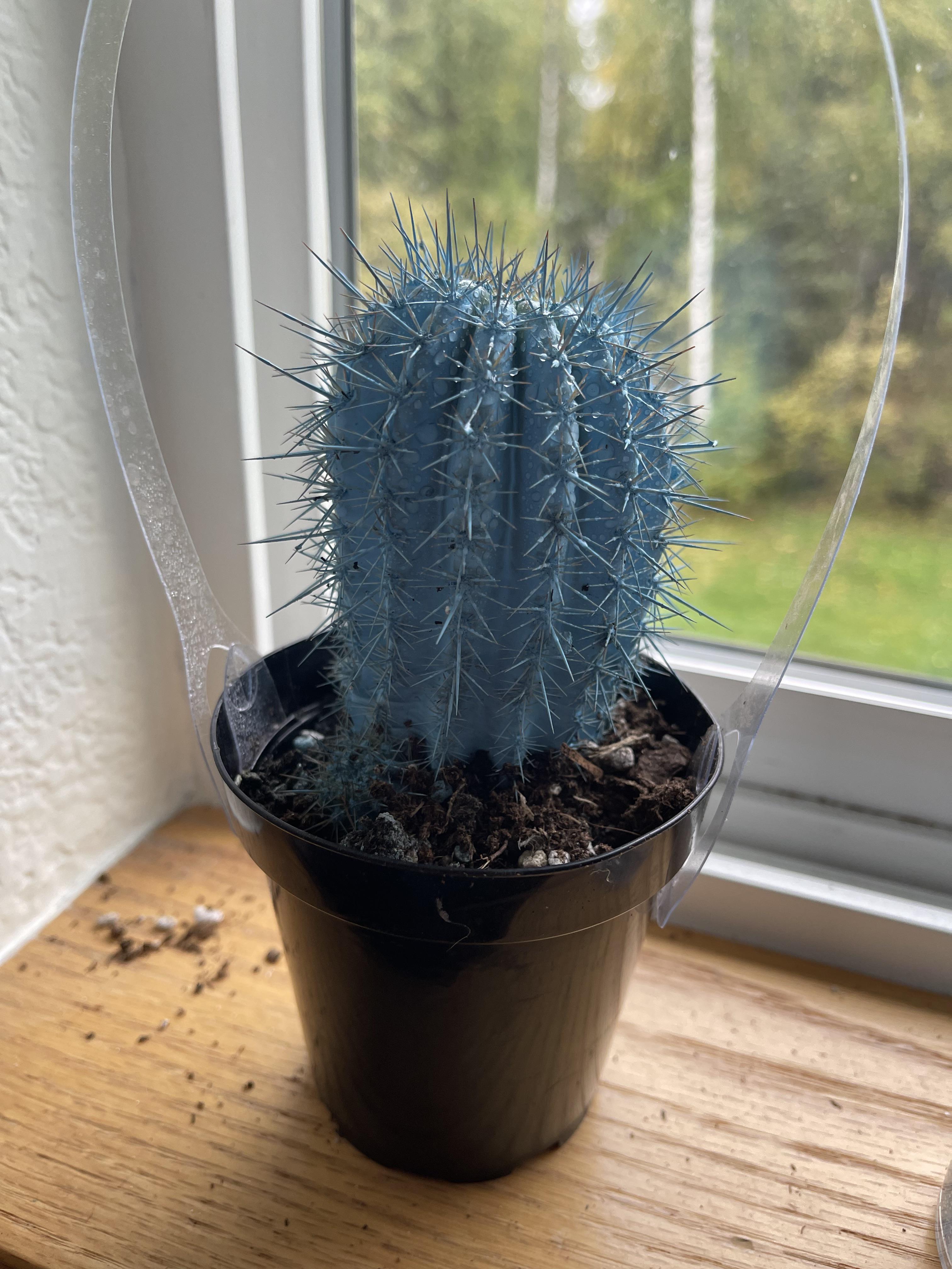 Hi, I need help. My parents bought me this cactus from Kosmic