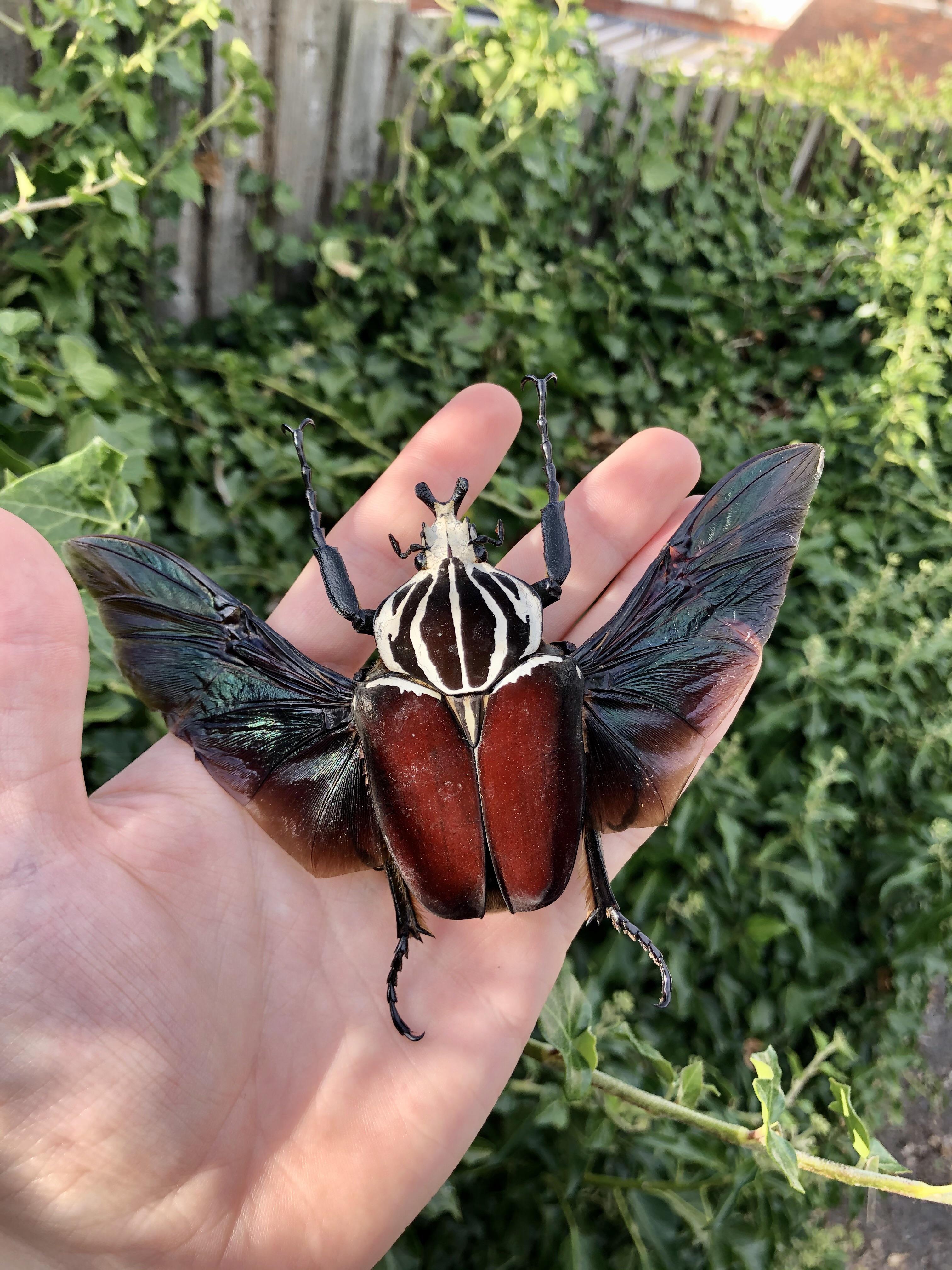 ゴライアスオオツノカナブン。このゴライアスオオツノカナブン、深い