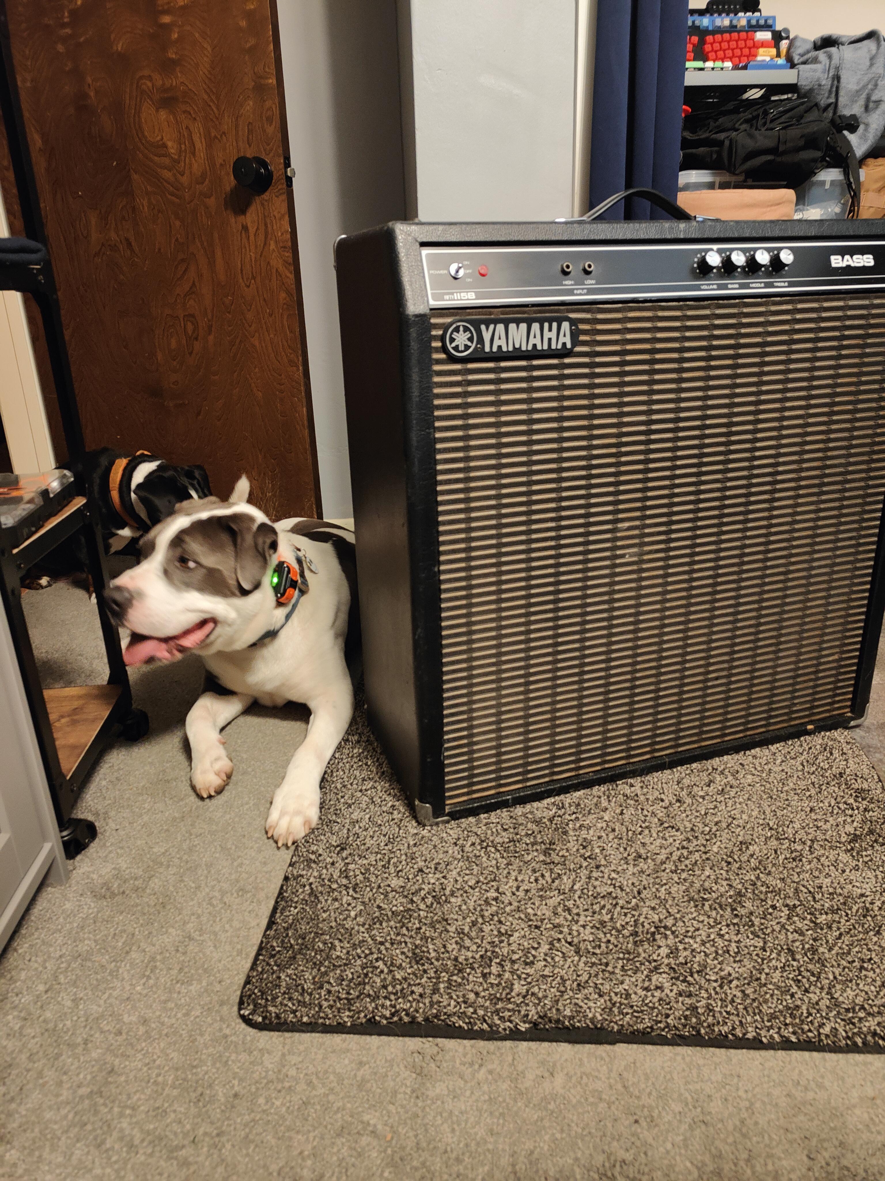 Picked up this Yamaha fifty 115b today for $40. It's loud for my