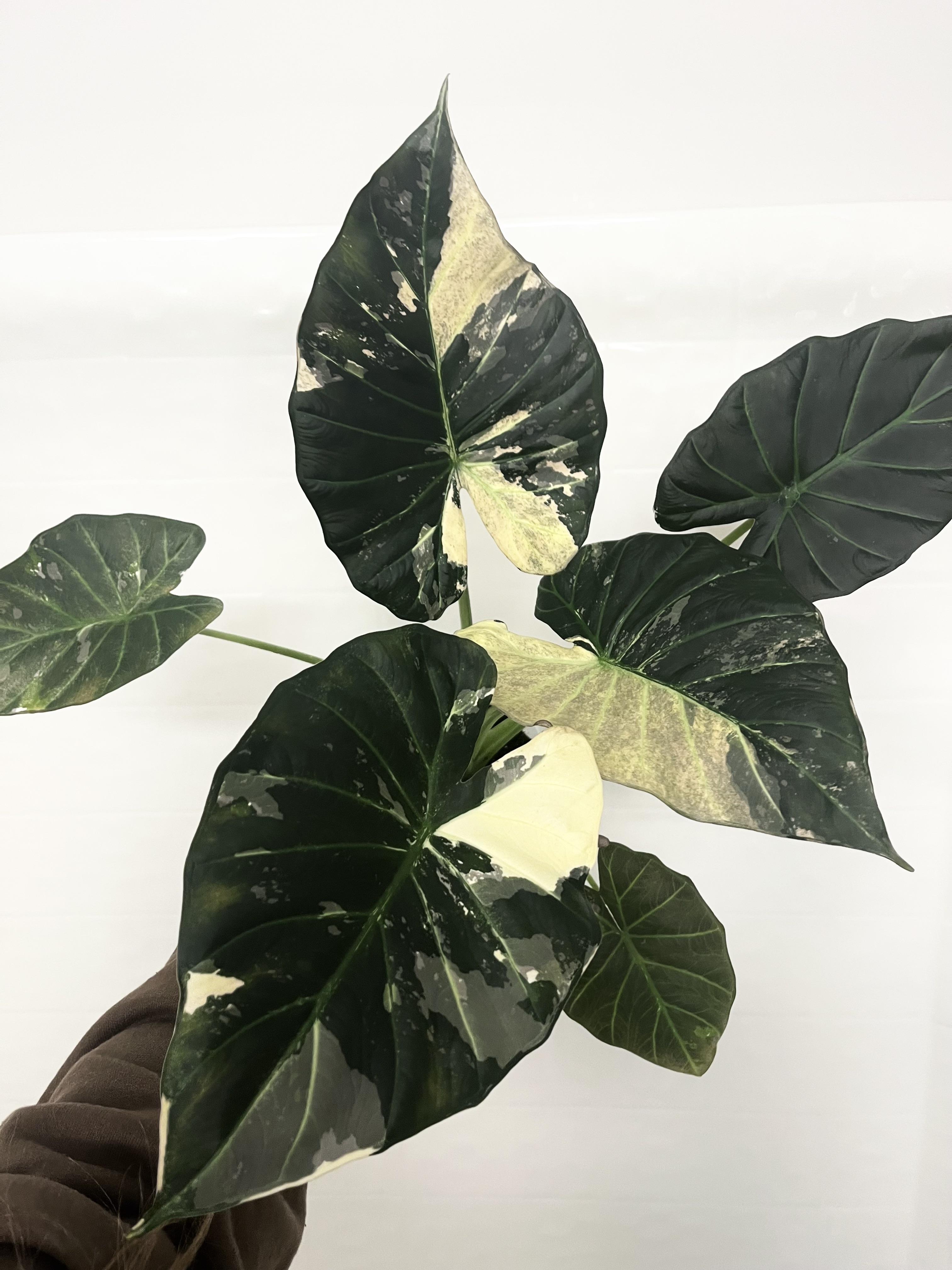 この新しいアロカシア・リーガルシールド・アルボ、自慢させて😍🤤 : r