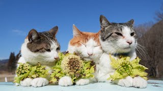 ばっけのせ猫 2025 250325 - YouTube