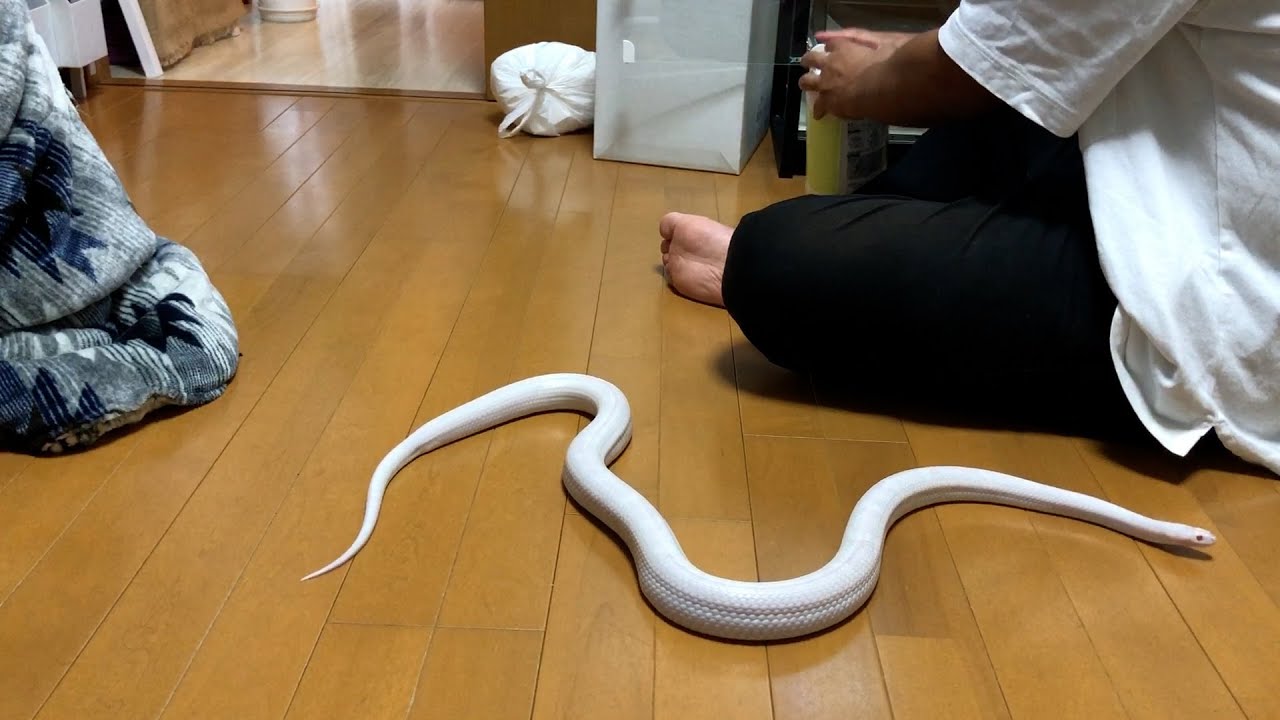 白蛇を解き放つ - YouTube