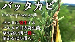 Viewer discretion advised] The horror of the parasitic fungus