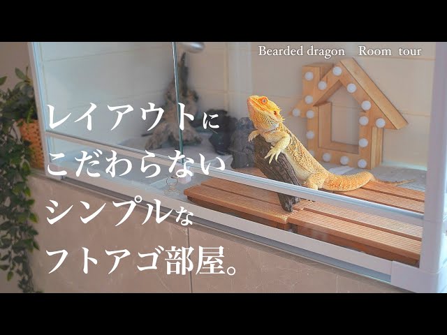 ルームツアー】フトアゴヒゲトカゲの飼育部屋紹介 | ケージレイアウト