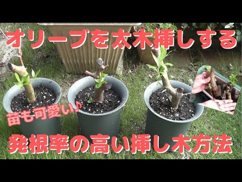 枯れかけたオリーブの木を太い枝で挿し木する太木挿しで増やす方法