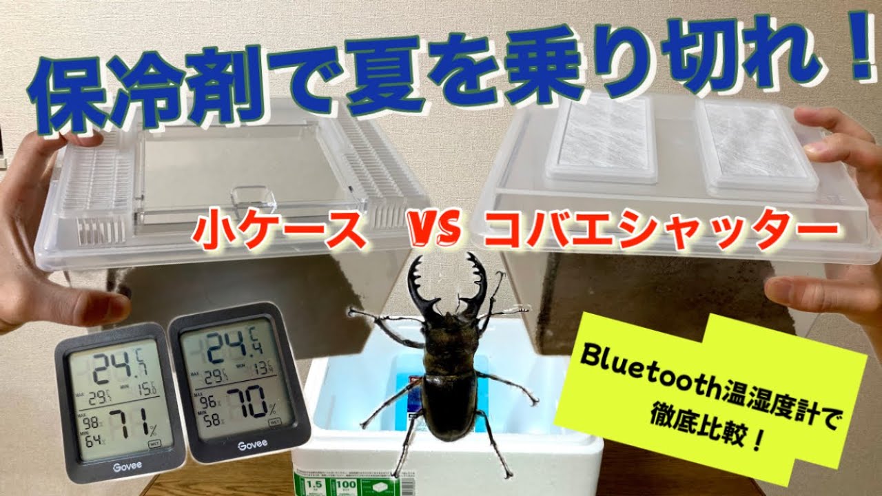 クワガタ＆カブトムシ☆昆虫採集 暑すぎてクワカブ全滅の危機