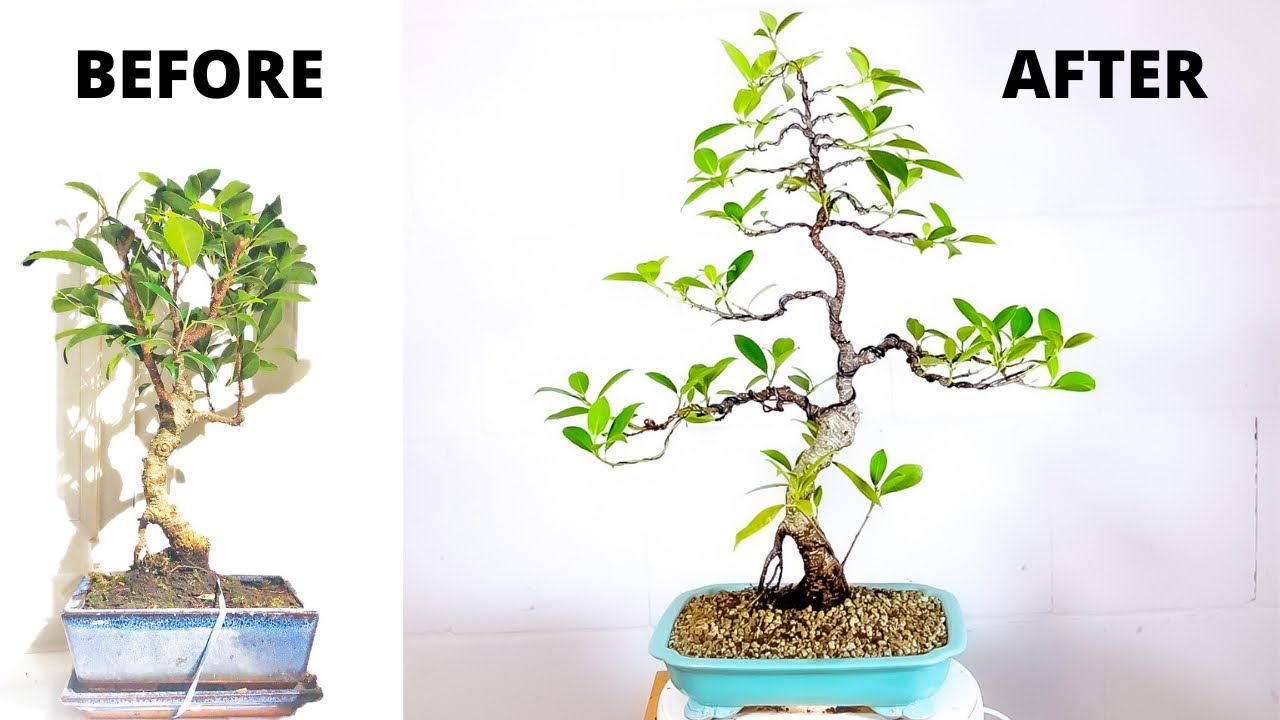 Drastic Transformation of S-Shape Ficus Microcarpa Tigerbark - YouTube