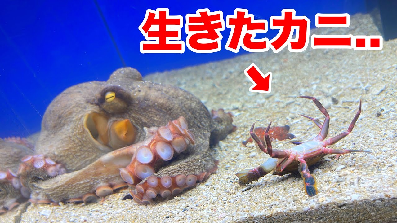 I took an octopus that was left unsold at a fish shop and started