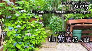 Explore the Enchanting Mountain Hydrangea Garden: Online Open