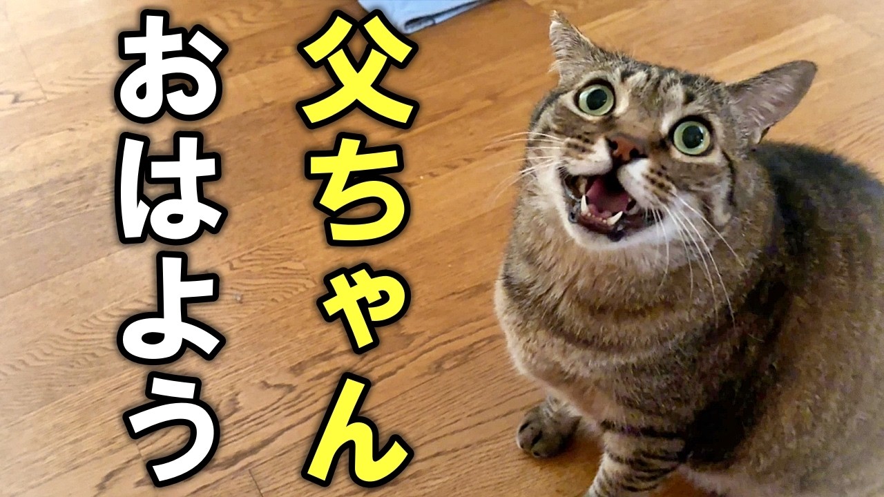 A former stray cat's fun morning routine [Former stray cat P-suke