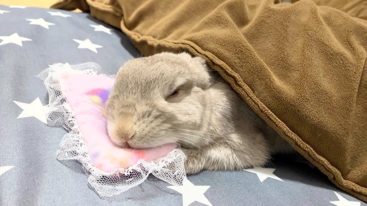 飼い主の布団に入ってすやすや眠っちゃうウサギさん - YouTube