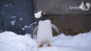旭山動物園 ジェンツーペンギン4羽-1月の様子-氷遊び - YouTube