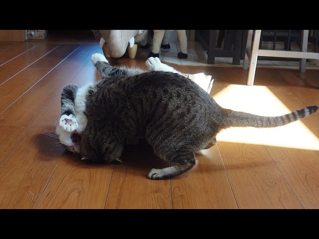 When Maru was in the box, he was attacked by Hana. - YouTube