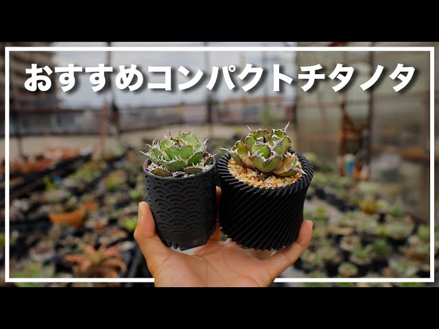 小さく育てられるおすすめ アガベ チタノタ 3選 - YouTube