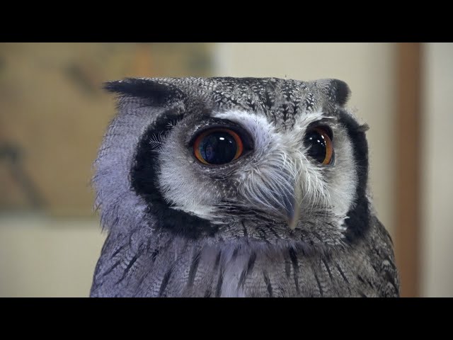 神社の人気者フクロウの「伊那ちゃん」大晦日と正月三が日にお出迎え頭