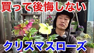 To be honest, I thought I no longer needed Christmas roses