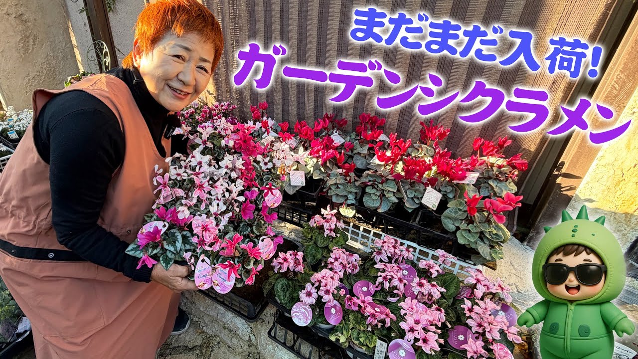 6 Garden Cyclamen Selections] The last arrival of December