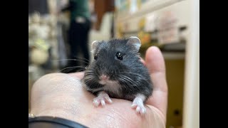 動画 ジャンガリアンハムスター ブラックのご紹介 吉祥寺店 | 熱帯倶楽部