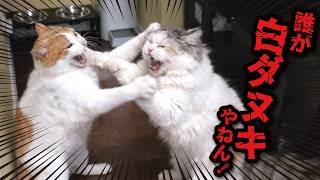The cats are fighting and getting into trouble!! - YouTube