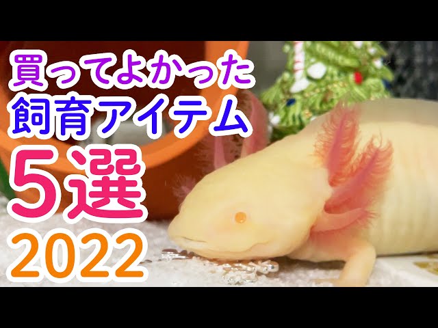 2022年版】今年買ってよかったウパ飼育アイテム5選 /ウーパールーパー
