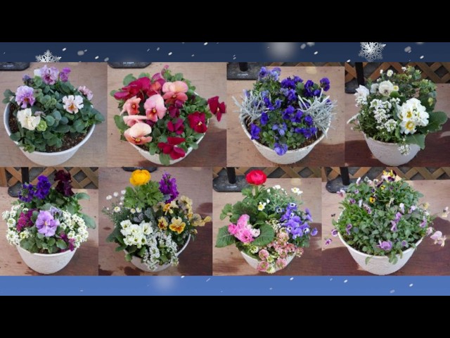 A No. 7 planter featuring Luxe Frill, Cutie Apricot, Hanakoshi