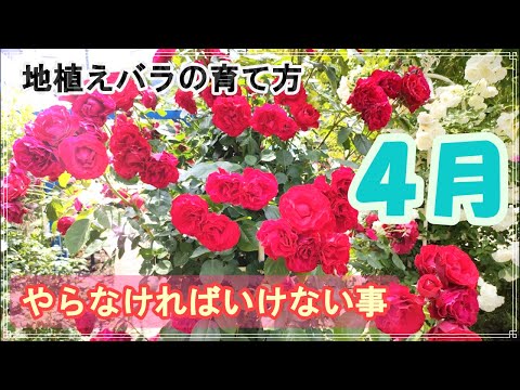 たきちゃんの日記【Rose Garden】 - YouTube
