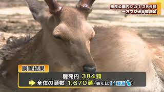 奈良公園のシカ 1286頭 一方で事故増加 - YouTube