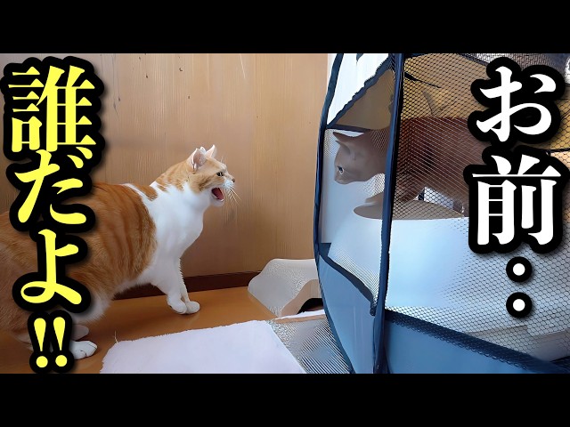 First Meeting with a Rescued Kitten! How Will My Cat React? - YouTube