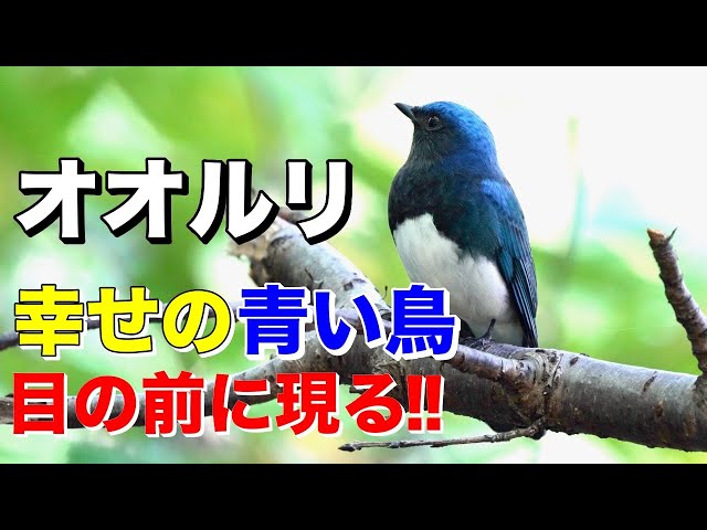 オオルリ】幸せの青い鳥が目前に！[Blue-and-white Flycatcher] - YouTube