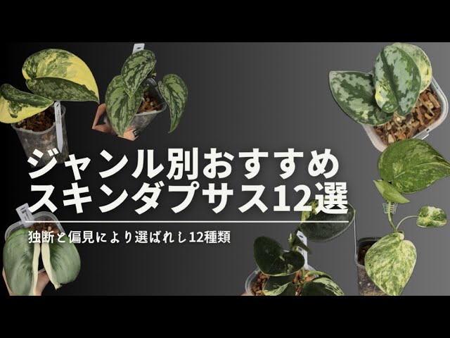 ジャンル別おすすめスキンダプサス12選】お気に入りのダプサスが