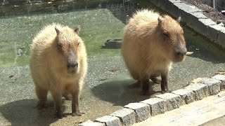 カピバラさんが可愛い❤ Cute capybara #587 【Cute animal videos