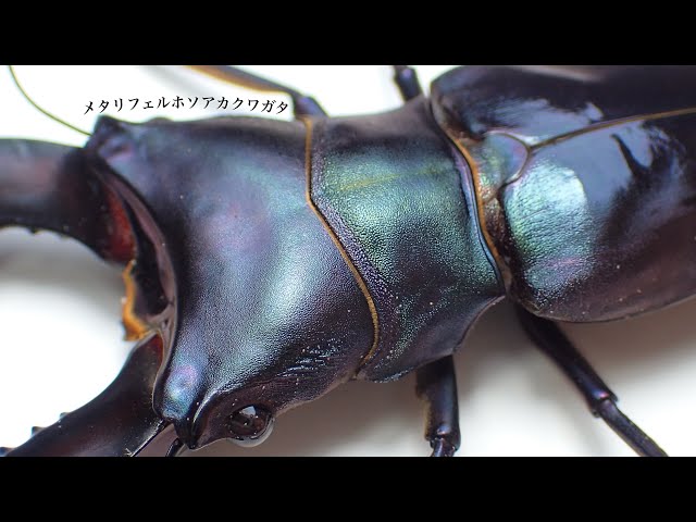 15 adults] Digging up purple Metalliferous narrow-legged stag