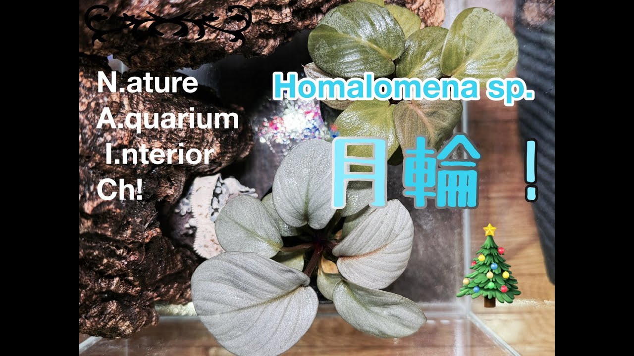 ホマロメナSP. ”月輪” - YouTube