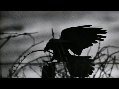 Masahisa Fukase - The solitude of Ravens - Photography - 深瀬 昌久