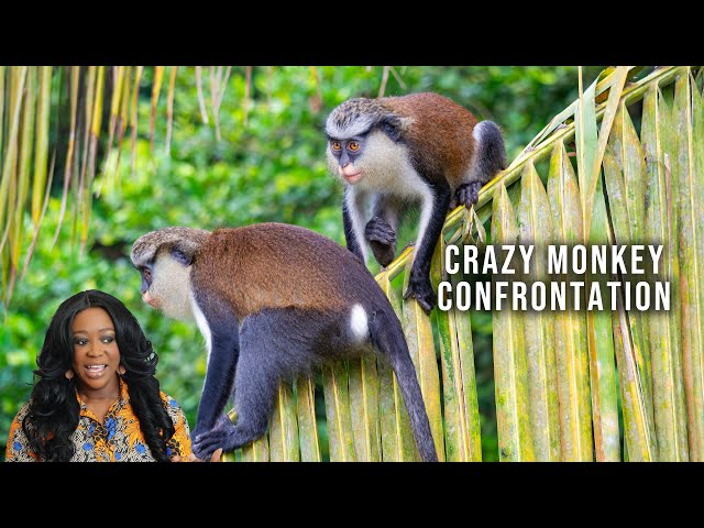 Crazy Animal Encounters: How a Mona Monkey Snatched my Purse Twice