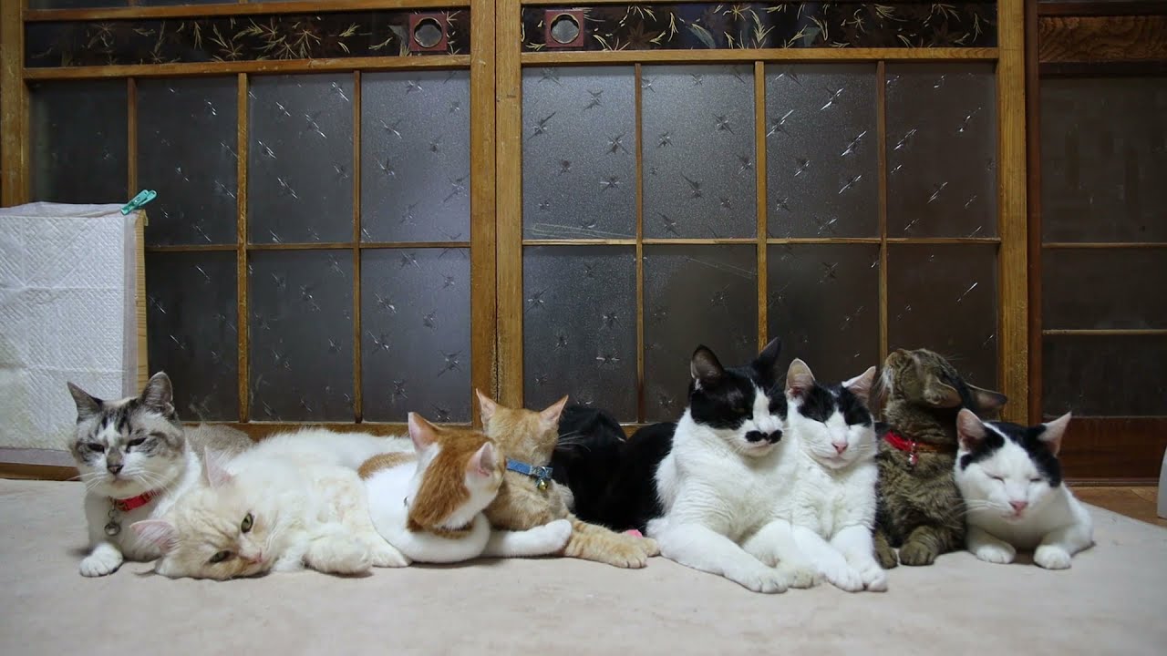 9匹の猫 211010 - YouTube