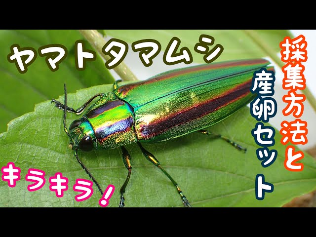 I collected jewel beetles and made an egg-laying set [Insect