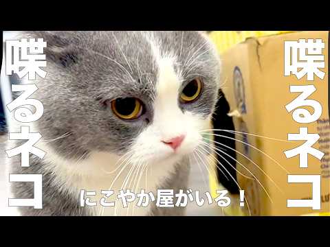 Extra Edition] Talking Cat [※Not dubbed] - YouTube