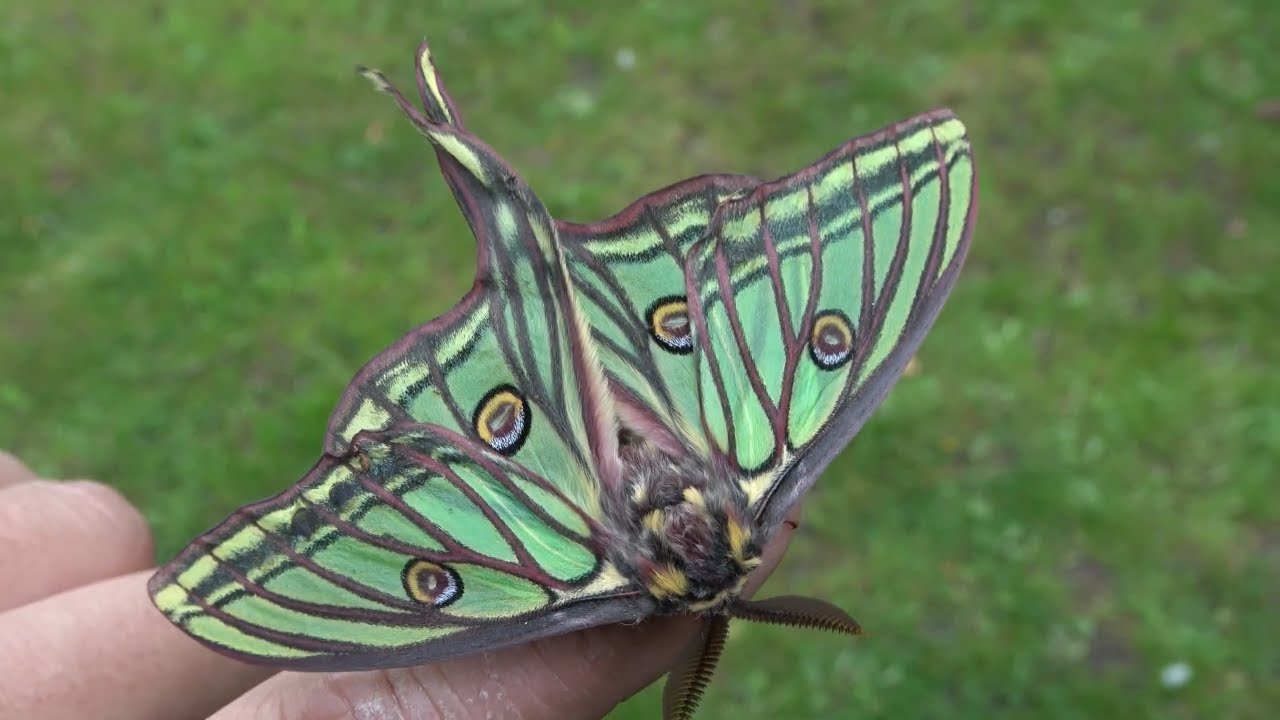 Graellsia isabellae / Spanish Moon Moth / Rearing Notes - YouTube