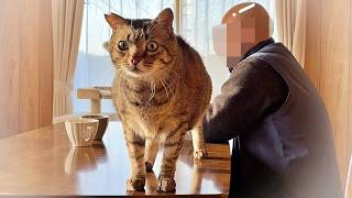 Being climbed on, stepped on, and held My daily life with a cat