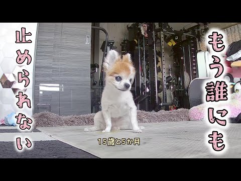 This 15 year old dog has entered a new stage and there's no