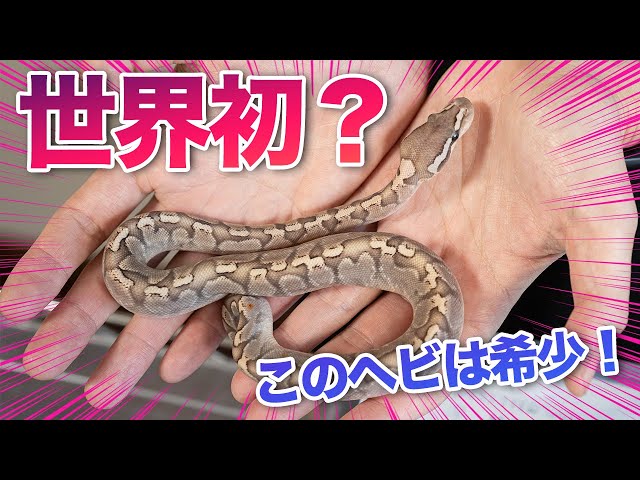 World's First Snake?]Super GHI Bamboo｜Ball Python Morph List