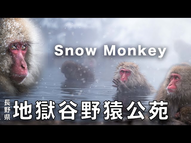 地獄谷野猿公苑 Snow Monkey Park 2024 長野県【Nikon Z8レビュー