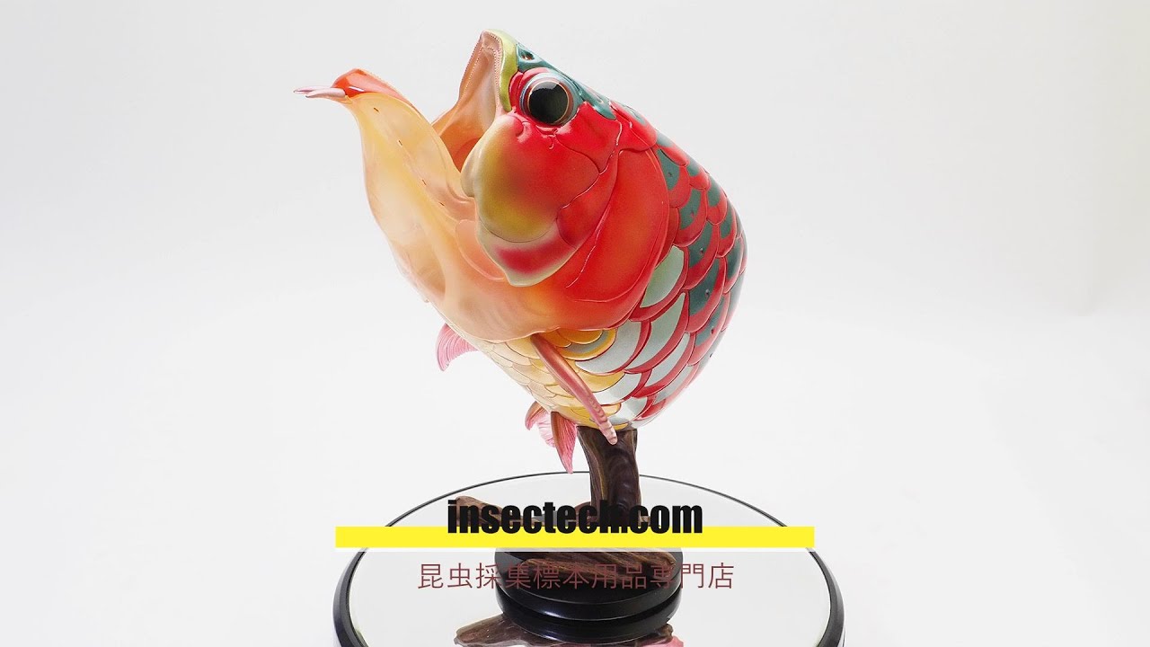 動物の惑星】アジアアロワナ（紅龍Ver.開口）Scleropages legendrei