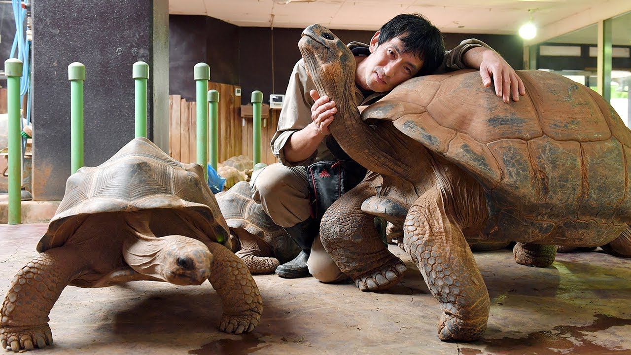 Shizuoka breeder reels off fast-paced commentary as turtles crawl