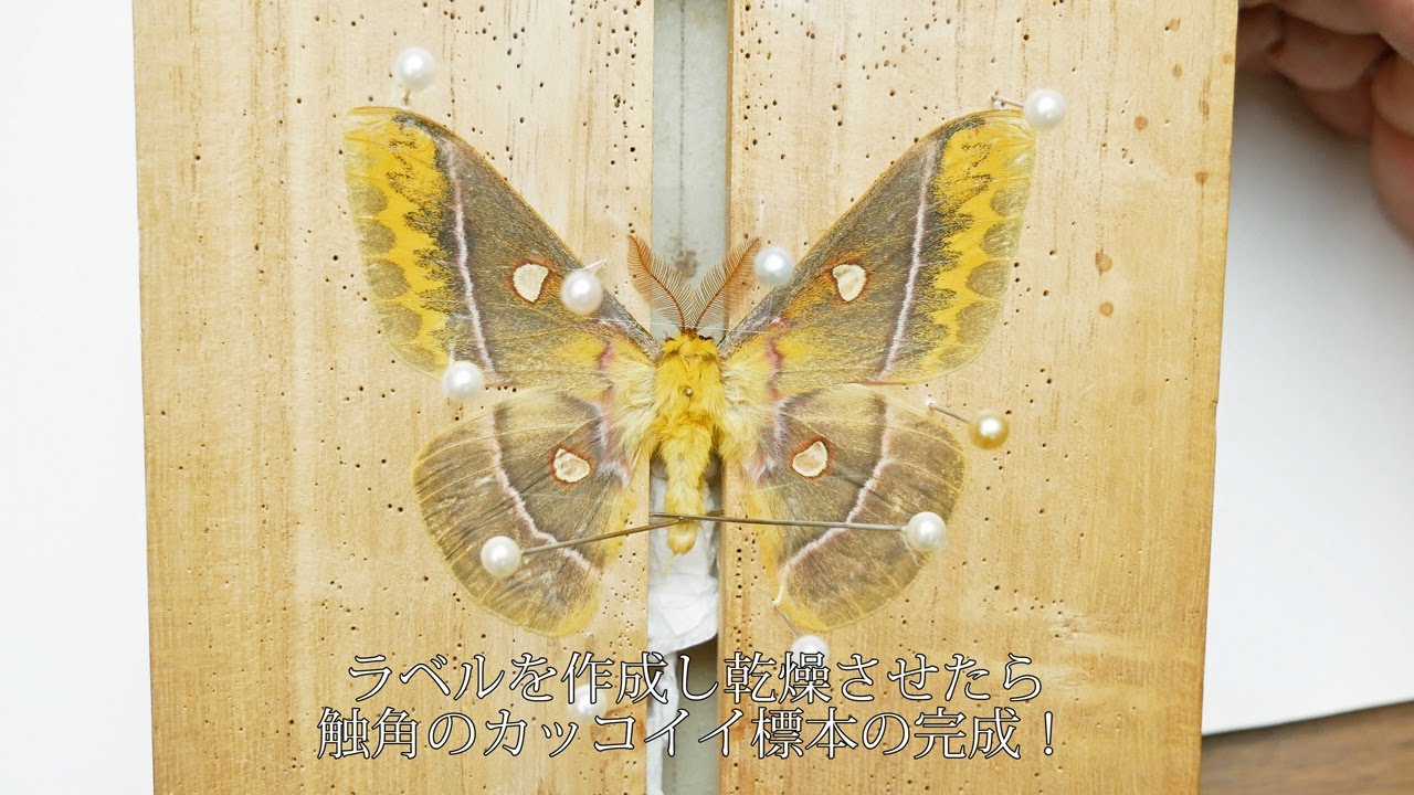 チョウ目（鱗翅目）ヤママユガ科/昆虫標本】クロウスタビガの標本の