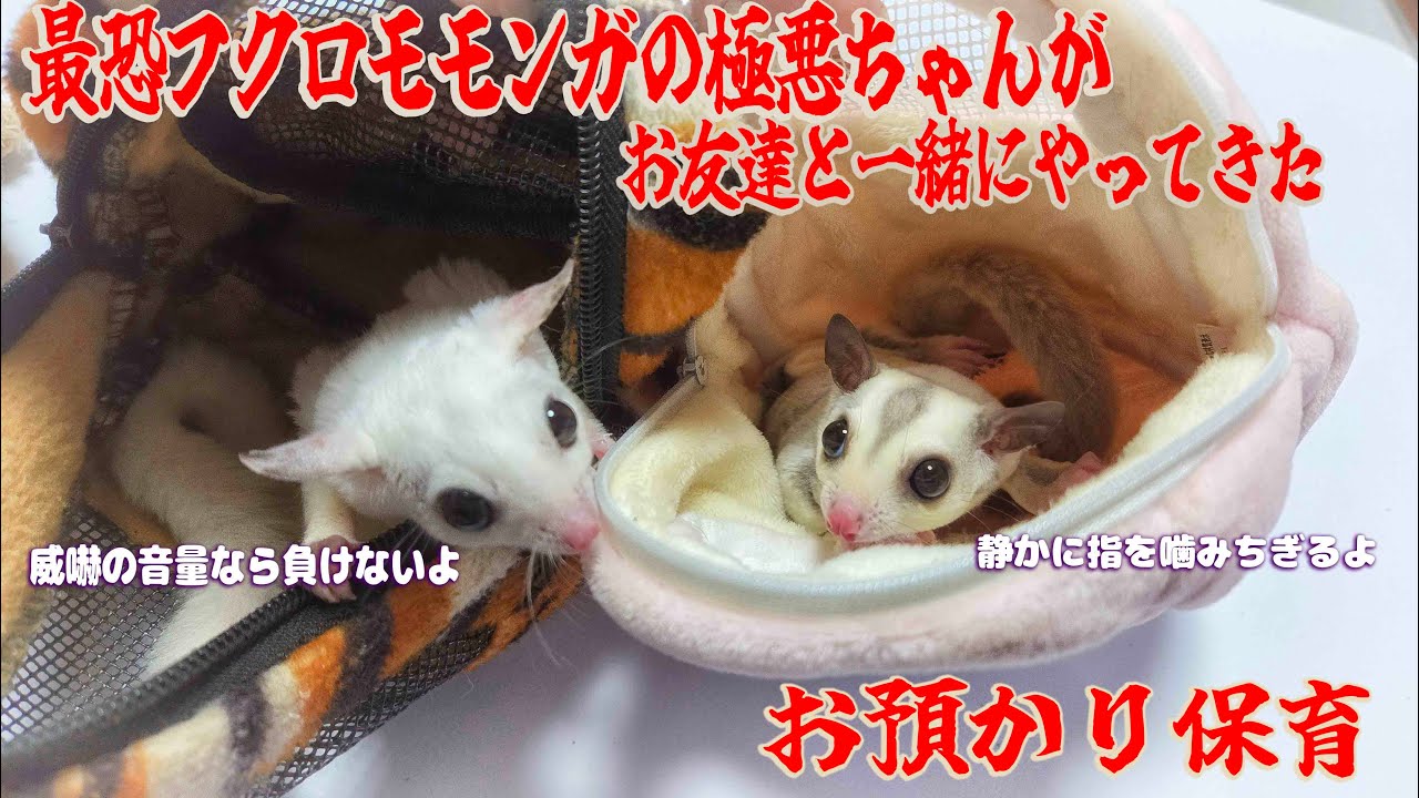 Volume warning! Daycare for the evil flying squirrel that Breeder