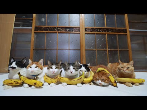 バナナのせ猫 250607 - YouTube