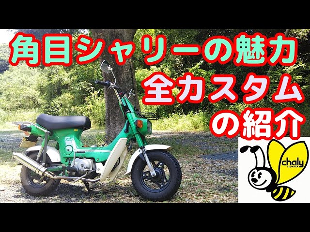 Square Eye Chaly #2] Introducing the charm of the square eye 6V