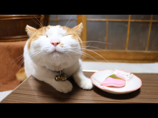 ちゃぶ台の上の桜餅 250505 - YouTube